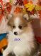Pomeranian Puppies for sale in Hutto, TX 78634, USA. price: $1,800