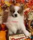 Pomeranian Puppies for sale in Hutto, TX 78634, USA. price: $2,000
