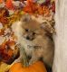 Pomeranian Puppies for sale in Hutto, TX 78634, USA. price: $1,500