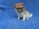 Pomeranian Puppies for sale in Hacienda Heights, CA, USA. price: $899