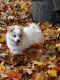 Pomeranian Puppies for sale in Fitchburg, MA 01420, USA. price: NA