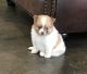 Pomeranian Puppies for sale in Stringer, MS 39481, USA. price: $950