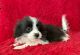 Pomeranian Puppies for sale in La Habra, CA 90631, USA. price: $399