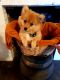 Pomeranian Puppies for sale in Newberry, SC 29108, USA. price: $500