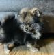 Pomeranian Puppies for sale in San Antonio, TX, USA. price: $1,200
