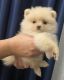 Pomeranian Puppies for sale in San Diego, CA, USA. price: $1,700