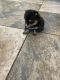 Pomeranian Puppies for sale in Odessa, TX, USA. price: $1,200