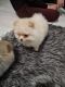 Pomeranian Puppies for sale in Eugene, OR, USA. price: $500