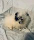 Pomeranian Puppies for sale in Odessa, TX, USA. price: $800