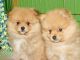 Pomeranian Puppies for sale in Hammond, IN, USA. price: $950