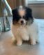 Pomeranian Puppies for sale in Oakdale, CA 95361, USA. price: $3,000