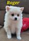 Pomeranian Puppies for sale in Newaygo, MI 49337, USA. price: NA