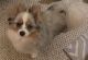 Pomeranian Puppies for sale in BVL, FL 34743, USA. price: $750