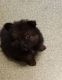 Pomeranian Puppies for sale in Birmingham, AL, USA. price: $97,500