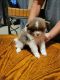 Pomeranian Puppies for sale in N Gilbert Rd, Gilbert, AZ, USA. price: NA