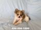 Pomeranian Puppies for sale in Whittier, CA, USA. price: $499