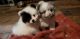 Pomeranian Puppies for sale in Alvin, TX, USA. price: $600