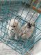 Pomeranian Puppies for sale in Cherthala, Kerala, India. price: 7000 INR