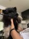 Pomeranian Puppies for sale in North Hollywood, Los Angeles, CA, USA. price: NA