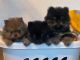 Pomeranian Puppies for sale in Puyallup, WA, USA. price: $3,000