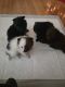 Pomeranian Puppies for sale in Stockton, CA, USA. price: $800