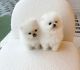 Pomeranian Puppies for sale in Dallas, TX, USA. price: $600