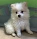 Pomeranian Puppies for sale in Troutdale, OR 97060, USA. price: NA