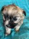 Pomeranian Puppies for sale in 2232 SW 34th St, Oklahoma City, OK 73119, USA. price: NA