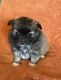 Pomeranian Puppies for sale in 2232 SW 34th St, Oklahoma City, OK 73119, USA. price: $700