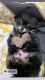 Pomeranian Puppies for sale in Upper Marlboro, MD 20772, USA. price: $3,000