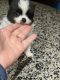 Pomeranian Puppies for sale in Palm Harbor, FL, USA. price: $2,200,240