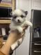Pomeranian Puppies for sale in Colorado Springs, CO, USA. price: $1,200