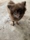 Pomeranian Puppies for sale in Buda, TX 78610, USA. price: NA