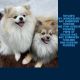 Pomeranian Puppies for sale in Uniontown, PA 15401, USA. price: $2,000