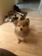 Pomeranian Puppies for sale in Palos Hills, IL 60465, USA. price: NA