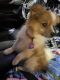 Pomeranian Puppies for sale in Amherst, VA 24521, USA. price: $500