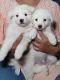 Pomeranian Puppies for sale in Govindpuri, New Delhi, Delhi 110019, India. price: 6000 INR