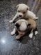 Pomeranian Puppies for sale in Bailhongal, Karnataka 591102, India. price: 591,102 INR