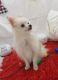 Pomeranian Puppies for sale in Covington, KY, USA. price: NA