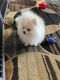 Pomeranian Puppies for sale in Lawrenceburg, KY 40342, USA. price: NA