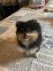 Pomeranian Puppies for sale in Austin, TX, USA. price: $1,200