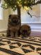 Pomeranian Puppies for sale in Sharpsburg, GA, USA. price: $1,200