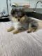 Pomeranian Puppies for sale in Albany, NY, USA. price: $3,500