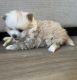 Pomeranian Puppies for sale in Laguna Beach, CA, USA. price: $2,500