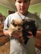Pomeranian Puppies for sale in Estherwood, LA 70534, USA. price: $300