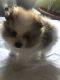 Pomeranian Puppies for sale in Norman, OK, USA. price: NA