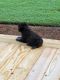 Pomeranian Puppies for sale in Fremont, NC 27830, USA. price: NA
