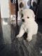 Pomeranian Puppies for sale in Amberpet, Hyderabad, Telangana, India. price: 22000 INR