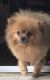 Pomeranian Puppies for sale in Fort Worth, TX, USA. price: $400