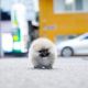 Pomeranian Puppies for sale in Sacramento, CA, USA. price: $550